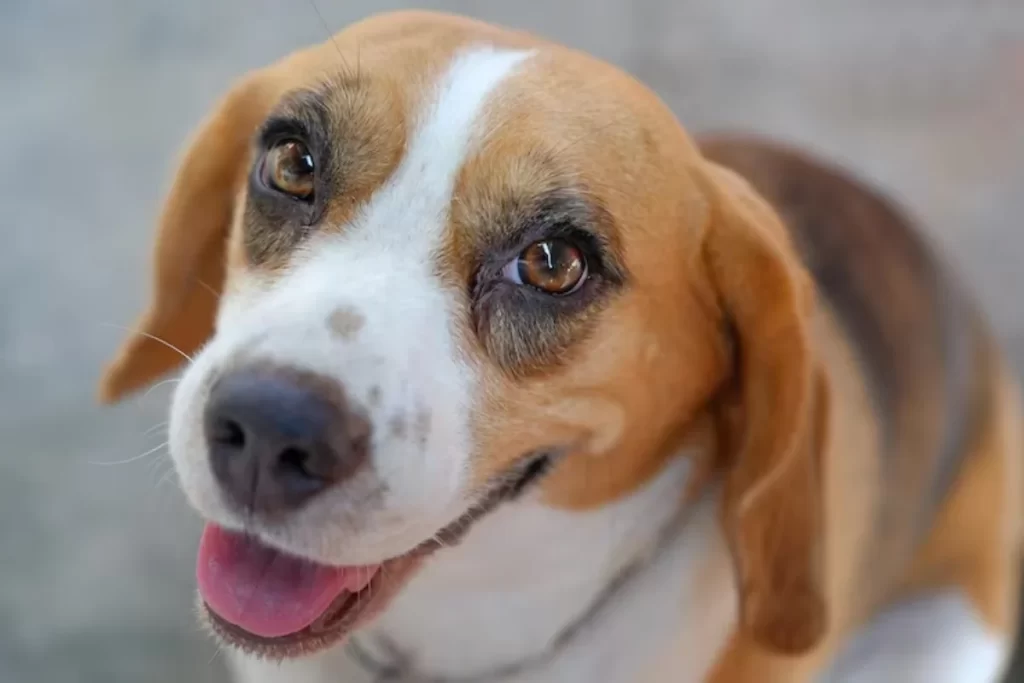 Cachorro lindo